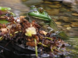 A Happy Frog