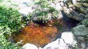 Koi & Goldfish Ponds in Durham