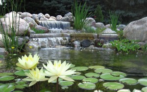 Goldfish & Koi Pond services in Raleigh, NC