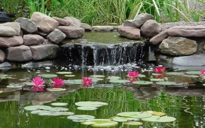 Pond-Plants